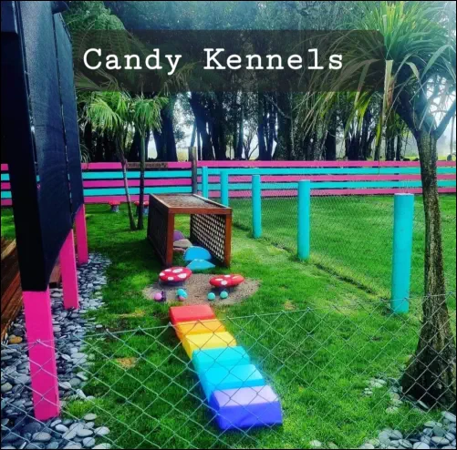 Candy Kennnels Miniature Dachshund